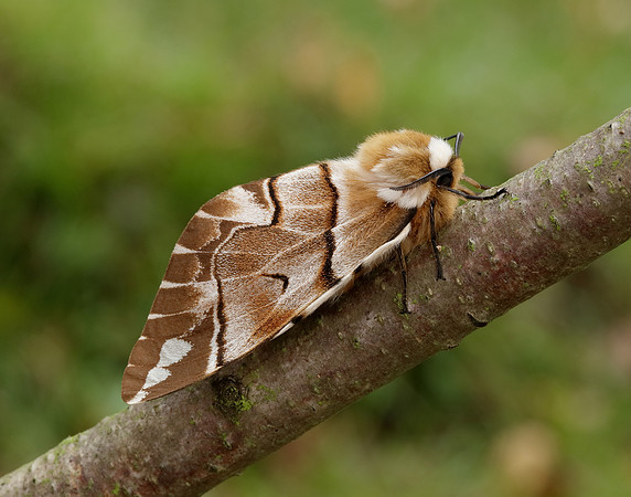 67.001 BF1644 Kentish Glory Endromis versicolora