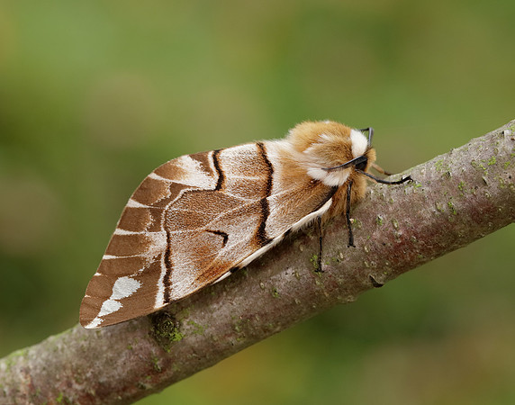 67.001 BF1644 Kentish Glory Endromis versicolora