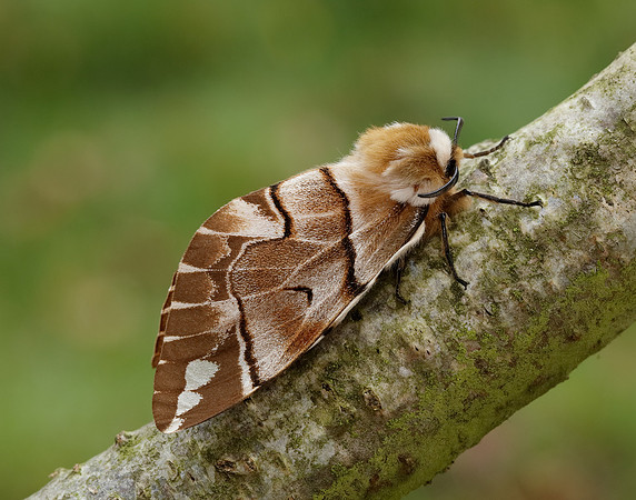 67.001 BF1644 Kentish Glory Endromis versicolora