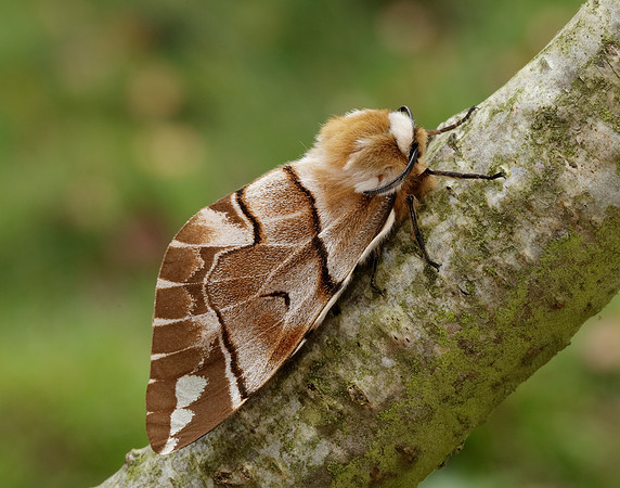67.001 BF1644 Kentish Glory Endromis versicolora