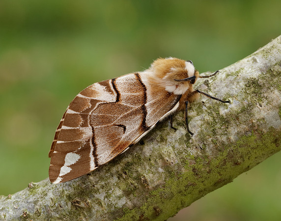 67.001 BF1644 Kentish Glory Endromis versicolora