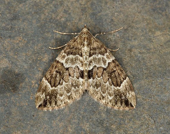 70.079 BF1769 Spruce Carpet Thera britannica