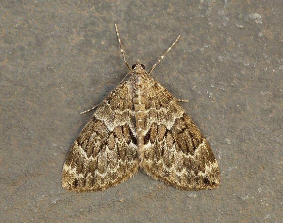 70.079 BF1769 Spruce Carpet Thera britannica