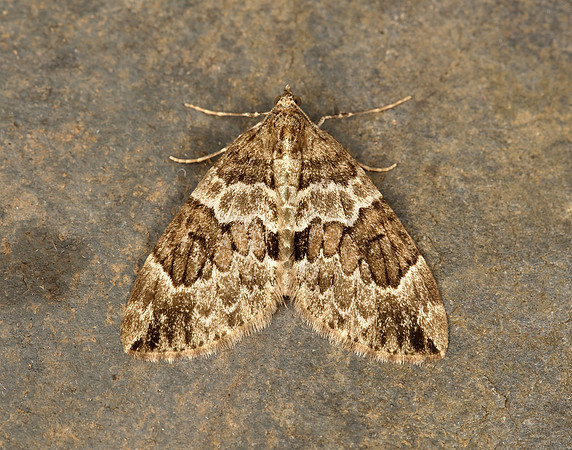 70.079 BF1769 Spruce Carpet Thera britannica