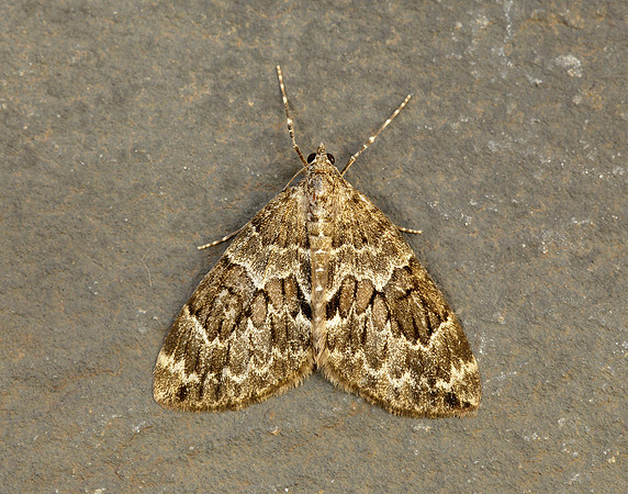70.079 BF1769 Spruce Carpet Thera britannica