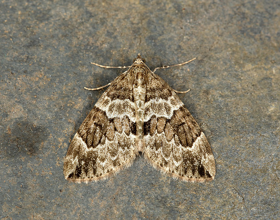 70.079 BF1769 Spruce Carpet Thera britannica