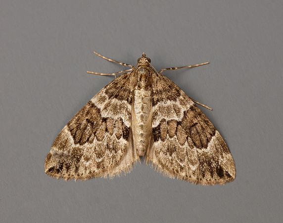 70.079 BF1769 Spruce Carpet Thera britannica