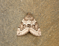 70.082 BF1771 Juniper Carpet Thera juniperata