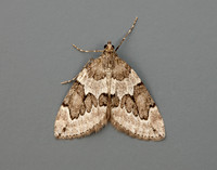 70.082 BF1771 Juniper Carpet Thera juniperata