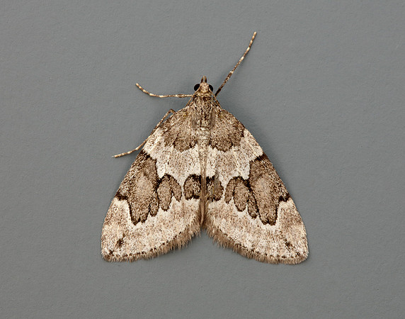 70.082 BF1771 Juniper Carpet Thera juniperata