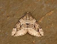 70.082 BF1771 Juniper Carpet Thera juniperata