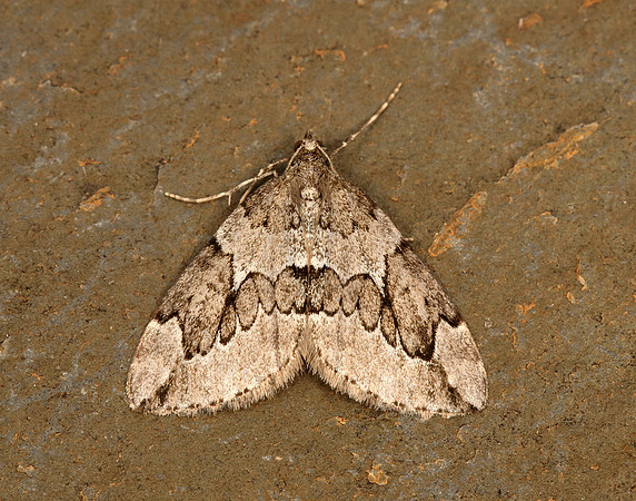70.082 BF1771 Juniper Carpet Thera juniperata