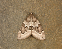 70.082 BF1771 Juniper Carpet Thera juniperata