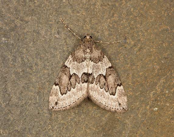 70.082 BF1771 Juniper Carpet Thera juniperata