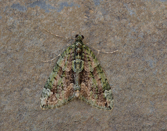 70.095 BF1760 Red-green Carpet Chloroclysta siterata
