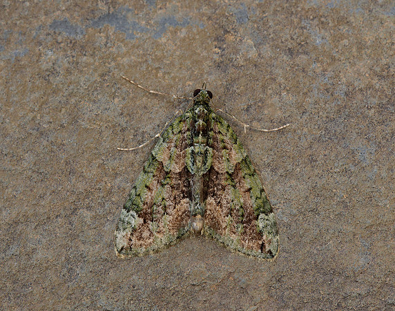 70.095 BF1760 Red-green Carpet Chloroclysta siterata
