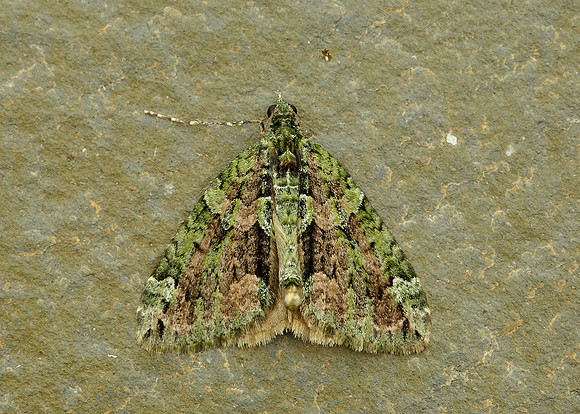 70.095 BF1760 Red-green Carpet Chloroclysta siterata