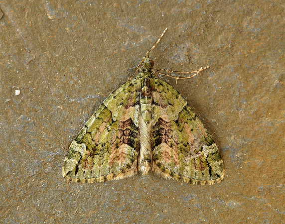 70.095 BF1760 Red-green Carpet Chloroclysta siterata