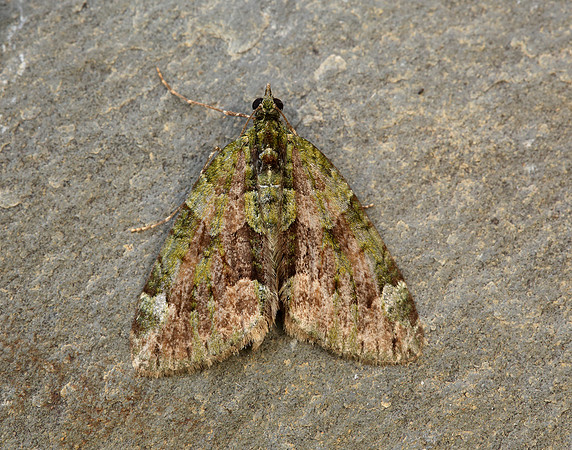 70.095 BF1760 Red-green Carpet Chloroclysta siterata