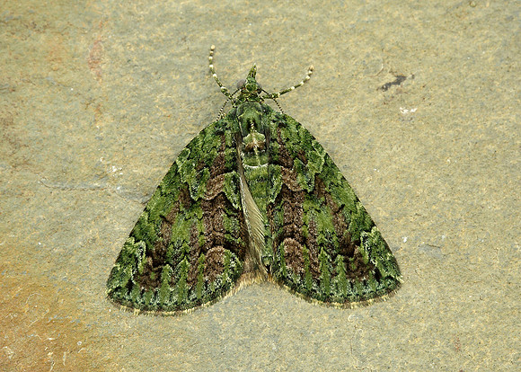 70.095 BF1760 Red-green Carpet Chloroclysta siterata
