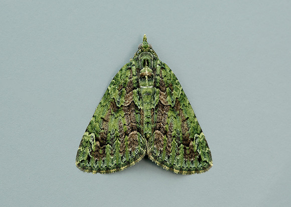 70.095 BF1760 Red-green Carpet Chloroclysta siterata