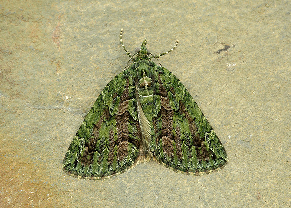 70.095 BF1760 Red-green Carpet Chloroclysta siterata