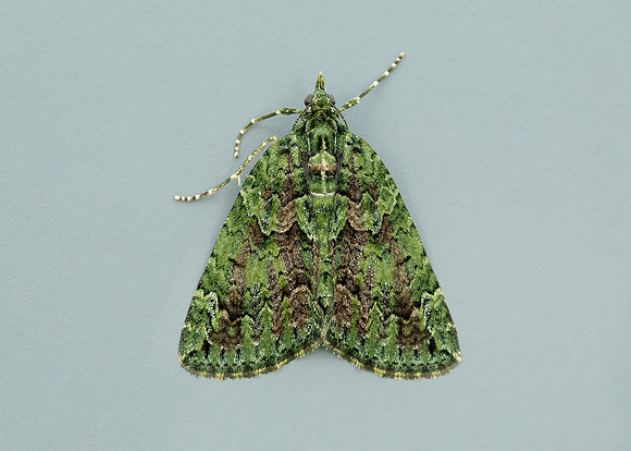 70.095 BF1760 Red-green Carpet Chloroclysta siterata