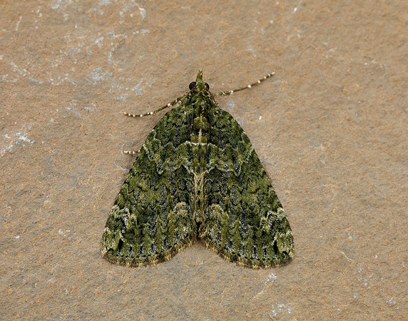 70.095 BF1760 Red-green Carpet Chloroclysta siterata