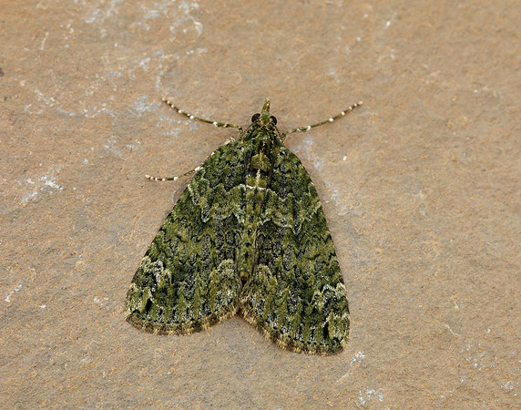 70.095 BF1760 Red-green Carpet Chloroclysta siterata