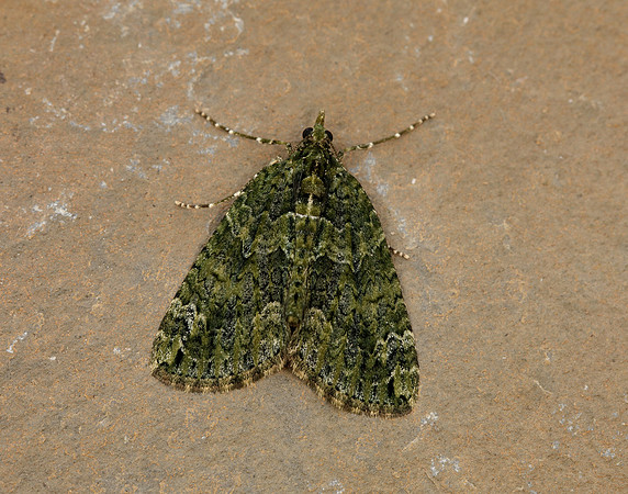 70.095 BF1760 Red-green Carpet Chloroclysta siterata