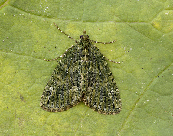 70.095 BF1760 Red-green Carpet Chloroclysta siterata