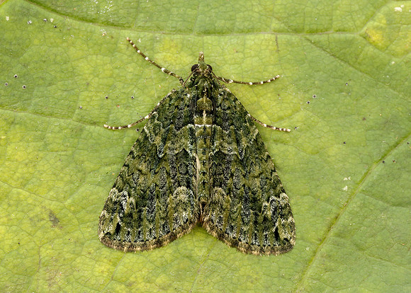 70.095 BF1760 Red-green Carpet Chloroclysta siterata