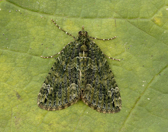 70.095 BF1760 Red-green Carpet Chloroclysta siterata