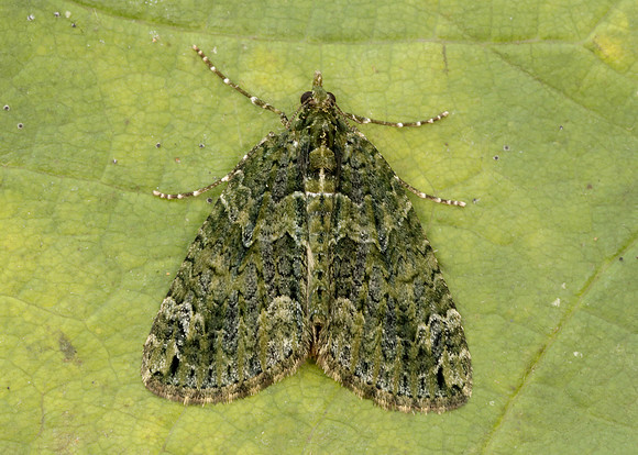 70.095 BF1760 Red-green Carpet Chloroclysta siterata