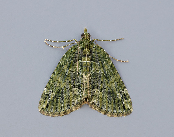 70.095 BF1760 Red-green Carpet Chloroclysta siterata