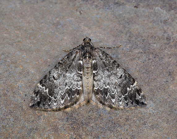 70.097 BF1764 Common Marbled Carpet Dysstroma truncata