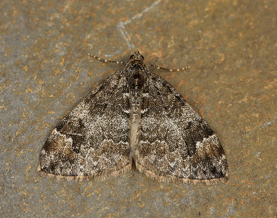 70.097 BF1764 Common Marbled Carpet Dysstroma truncata