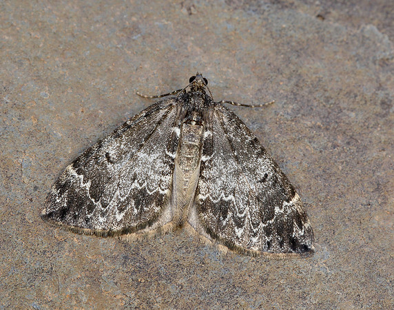 70.097 BF1764 Common Marbled Carpet Dysstroma truncata