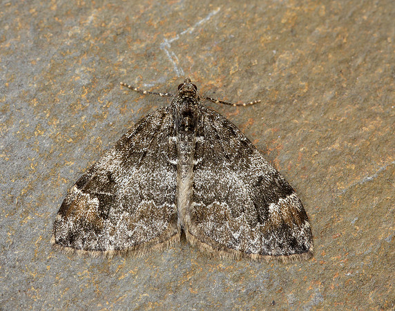 70.097 BF1764 Common Marbled Carpet Dysstroma truncata