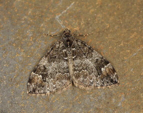 70.097 BF1764 Common Marbled Carpet Dysstroma truncata