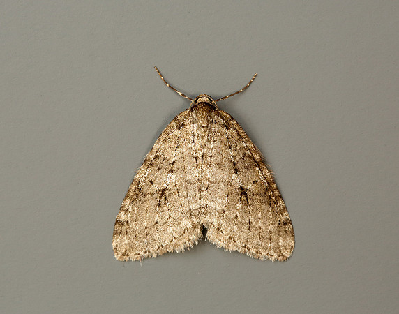 70.109 BF1797 Autumnal Moth Epirrita autumnata