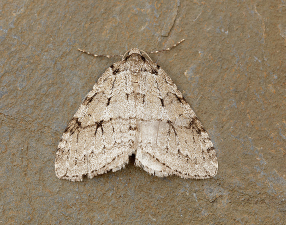 70.109 BF1797 Autumnal Moth Epirrita autumnata