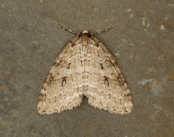 70.109 BF1797 Autumnal Moth Epirrita autumnata