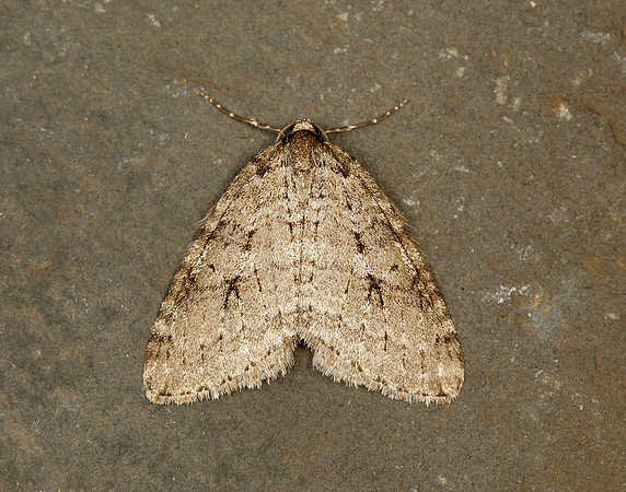 70.109 BF1797 Autumnal Moth Epirrita autumnata