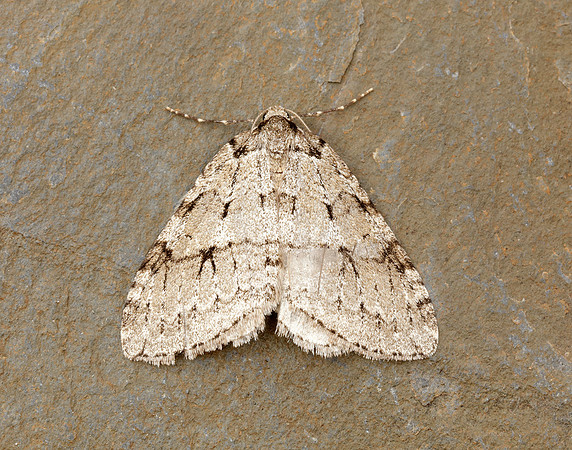 70.109 BF1797 Autumnal Moth Epirrita autumnata