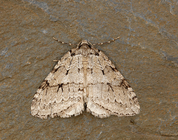 70.109 BF1797 Autumnal Moth Epirrita autumnata
