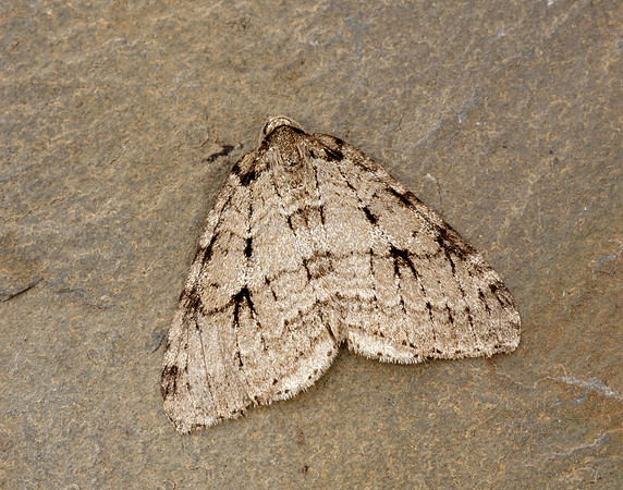 70.109 BF1797 Autumnal Moth Epirrita autumnata