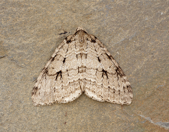 70.109 BF1797 Autumnal Moth Epirrita autumnata
