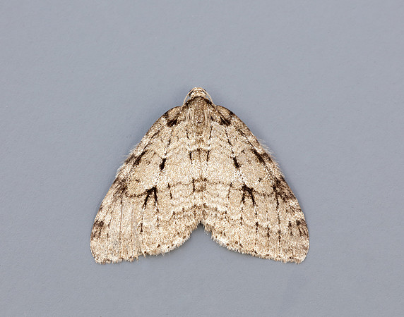 70.109 BF1797 Autumnal Moth Epirrita autumnata