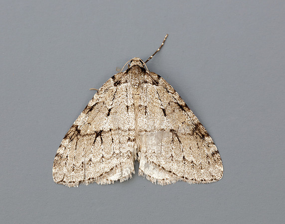 70.109 BF1797 Autumnal Moth Epirrita autumnata